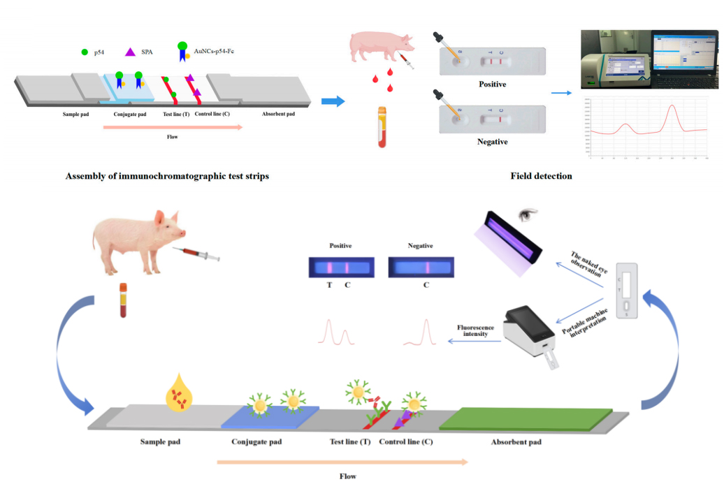 非洲猪瘟p30p54抗体快速检测试纸条及配套便携设备.jpg